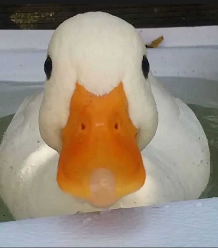 Profil de Idan, 26 ans, Annonces gay à Le Prévoux (Neuchâtel)